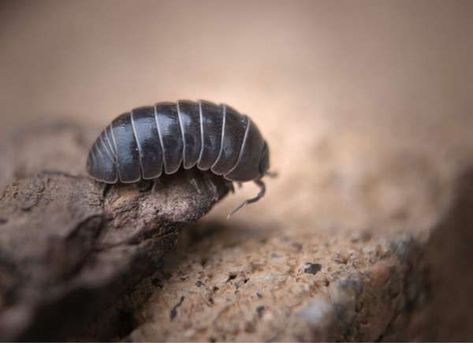 Creepy AND crawly! If you have damp cardboard or rotting wood in your garage, it's more than likely you have pill bugs inhabiting your space. Learn about how you can keep these pesky insects out of your home. | 10 Pests That Might Be Living in Your Garage Rolly Polly Bug, Potato Bugs, Rollie Pollie, Jack Osbourne, Rolly Polly, Pill Bug, Baby Bug, Garden Bugs, Animal Reference