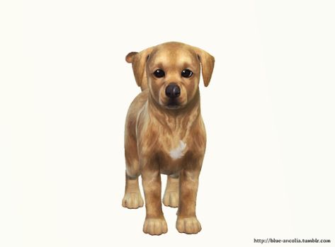 Sims 4 Cc Pets Dog, Sims Dog Cc, Sims 4 Pets Cc Clothes, Sims 4 Dog Cc Clothes, Sims 4 Dogs Cc, Dog Cc Sims 4, Sims 4 Cc Dogs, Sims 4 Dog Cc, Blue Ancolia