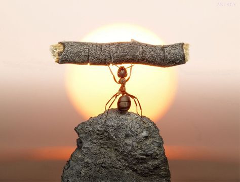 Ant Strength. See More Perfectly Timed Pics @ http://www.buzzfeed.com/htconex/11-perfectly-timed-photos-you-dont-want-to-miss-78cv Macro Fotografia, Foto Macro, Perfectly Timed Photos, Foto Art, Abraham Hicks, A Rock, Macro Photography, Fantasy World, Ants