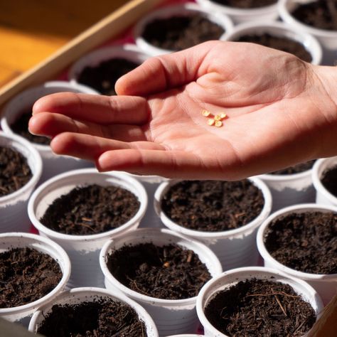 How To Start Seeds Indoors - 6 Simple Secrets To Grow Great Transplants From Seed! Worm Castings Tea, Types Of Cabbage, Start Seeds Indoors, Seed Starting Soil, Flower Seedlings, Seed Starting Mix, Growing Peonies, Compost Tea, Starting Seeds Indoors