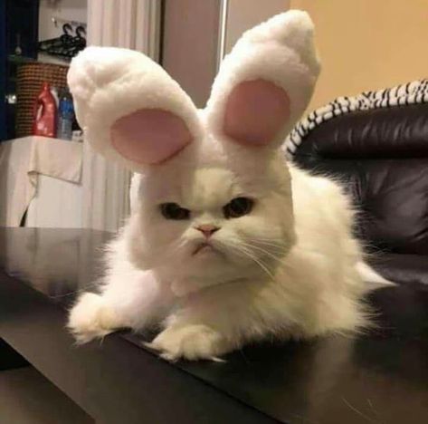 #cat #rabbits #angry #lovely #cute Whatsapp App, Easter Cats, Pets Preschool Theme, Unusual Animals, Reptiles Pet, Cat Icon, Sphynx, Silly Cats, Costume Halloween