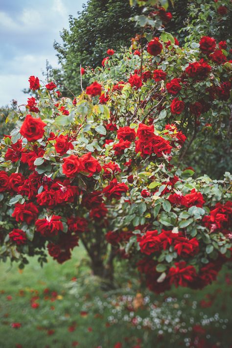 Red Roses Garden, Blue Bell Flowers, Iphone Wallpaper Landscape, Lily Painting, Flowery Wallpaper, Iphone Wallpaper Quotes Love, Paper Flowers Craft, Rose Bush, Beautiful Flowers Wallpapers