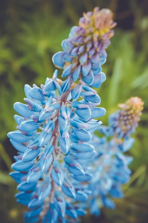 Lupins, Flowers, Russia, Moscow Region, Nature, Flower Types Of Blue Flowers, Blue Flowering Plants, Types Of Blue, Fern Flower, Lupine Flowers, Morning Glory Flowers, Columbine Flower, Plant Pests, Backyard Plants