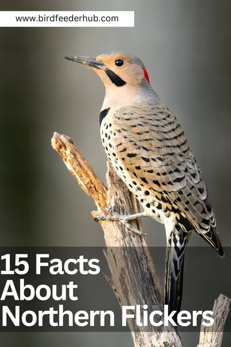 Discover 15 fascinating facts about Northern Flickers, some of the most interesting members of the woodpecker family. Learn about their intriguing characteristics and behaviors with captivating photos included in this informative guide. Northern Flicker Woodpecker, Northern Flicker Bird, Flicker Bird, Garden Habitat, Texas Birds, Biome Project, Wild Birds Photography, Backyard Birds Watching, Hawk Bird