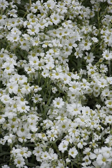 Wheaton Illinois, Garden Border Edging, Low Water Gardening, Alpine Garden, Snow In Summer, Garden Images, Woodland Garden, Garden Borders, Types Of Soil