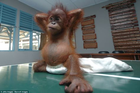 A seven-month-old baby orangutan rescued from the clutches of smugglers and nursed back to... Baby Orangutan, Daily Mail, Breaking News