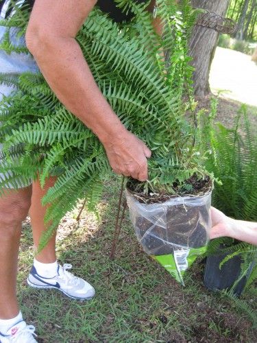 great idea if want any fern stands Fern Stands Ideas, Fern Wedding Arrangement, Fern Flower Arrangements Wedding, Ferns With Flowers Wedding, Ferns On Pedestals Wedding, The Pond, Find Picture, Wedding Florals, Cake Stand