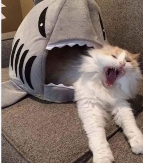 Scared cat eaten by shark>>3(not mine) Cat Allergies, Cute Animal Memes, Söt Katt, Kittens Funny, Funny Cat Memes, Ying Yang, Cat Sleeping, Funny Cat Pictures, Funny Cat Videos