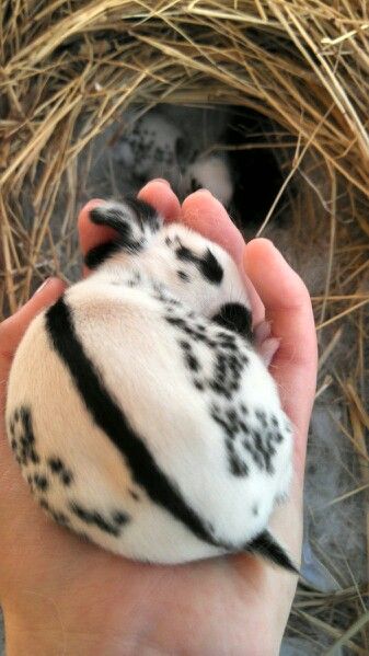 English spot bunny -- 1 week old  OH MY LORD I NEED IT English Spot Rabbit, Pet Bunny Rabbits, Rabbit Breeds, Bunny Mom, Wild Baby, Fluffy Bunny, Pet Bunny, Bunny Pictures