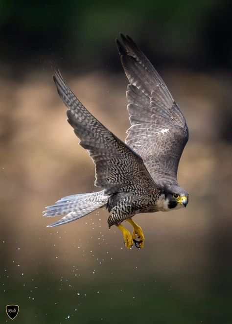 Flying Photography, Maltese Falcon, Iphone Wallpaper Hd Original, Peregrine Falcon, Wild Creatures, Peregrine, Amazing Animals, Bird Photo, Birds Of Prey