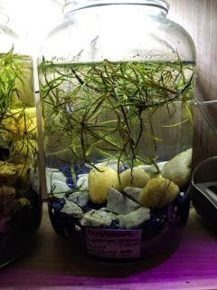 The BucketPonds Blog: 1 Gallon "Pond in a Jar" Aquariums 5 Gallon Aquarium, Mini Pond, Patio Pond, Gallon Jars, Nano Aquarium, Nature Aquarium, Floating Plants, Mini Greenhouse, Sandy Soil