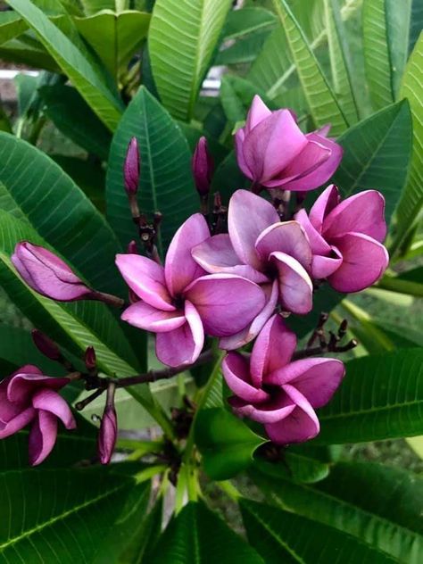 Jack Purple Purple Plumeria, Hibiscus, Amethyst, Purple, Flowers, Plants