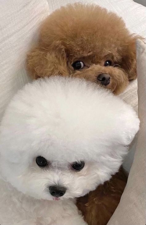 Dog Cute Aesthetic, Anjing Poodle, Aesthetic Dogs, Bichon Dog, Cute Dog Wallpaper, Bichon Frise Dogs, Akita Inu, Tiny Puppies, Dogs Cute