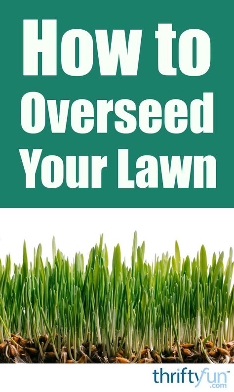 Reseeding Lawn, Overseeding Lawn, Lawn Care Schedule, Growing Grass, Aerate Lawn, Diy Lawn, Lawn Care Tips, Lush Lawn, Healthy Lawn