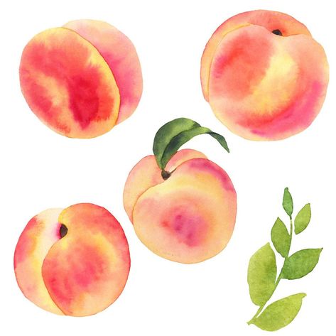 "Sweetest peaches, hand drawn, watercolor, do we need to say more? Our decals are so easy to install, you can create your own pattern with them! Made with high quality, matte finish removable vinyl. They are not designed to be continually removed and re-stuck.Apply to non textured and dry walls, our decals are not meant to be applied to unfinished walls. Peach size: 5x5\" Approximately Leaf size: 5x8.8\" Approximately Half Set - 18 Peaches, 12 leaves Full Set - 36 Peaches, 24 leaves If you want Watercolor Peach Tutorial, Peach Watercolor Painting, Peach Painting Easy, Peach Drawing Easy, Peaches Graphic, Peaches Watercolor, Peach Doodle, Painted Peaches, Peach Drawing