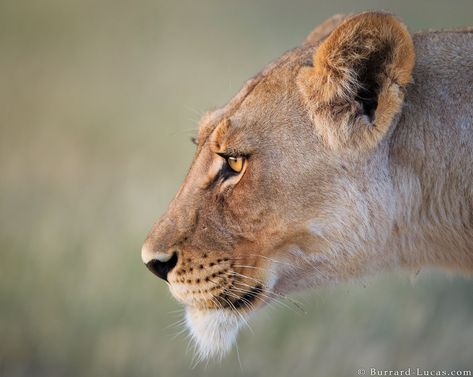 Will Burrard-Lucas on Twitter: "A beautiful Kalahari lioness photographed in Botswana.… " Lioness Face, African Lion, Paws And Claws, Game Reserve, Side Profile, Large Cats, Pictures Images, Animal Photo, Botswana