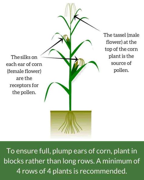 Growing Corn For The Sweetest, Plumpest Ears | You Should Grow Popcorn Seeds, Growing Corn, Gardening Projects, Corn Plant, Ears Of Corn, Seed Company, Sunflower Fields, Nature Study, Plant Design