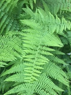 Hay_scented_fern_close Hay Scented Fern, Fern Stencil, Virginia State University, Master Gardener, Shade Garden, Fern, Plant Leaves, Tattoos, Shaded Garden