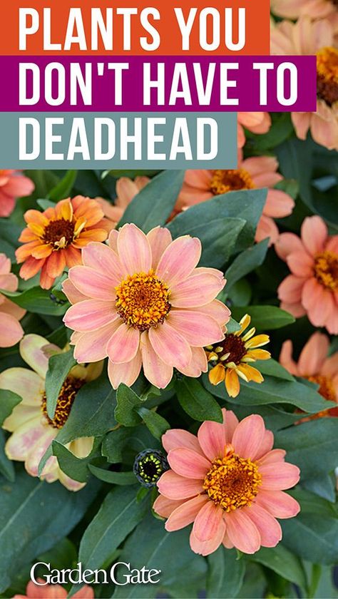 Deadheading, Container Gardening Flowers, Garden Wallpaper, Easy Care Plants, Summer Plants, Outdoor Flowers, Garden Containers, Flowers Gardening, Low Maintenance Plants