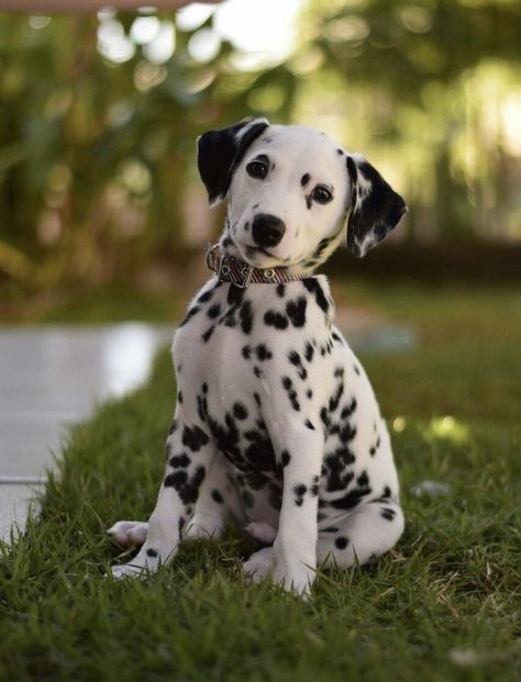 Dalmatian Puppies, Puppy Facts, Dog Organization, Dalmatian Puppy, Cute Animals Puppies, Very Cute Dogs, Gorgeous Cats, Dalmatian Dogs, Cute Pets