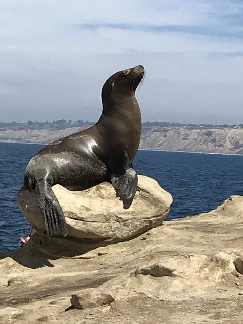 Seal Species, Seal Photography, Seals Cute, Sea Lion Art, Seal Swimming, Seal Sculpture, Lion Icon, Sea Mammal, Beautiful Sea Creatures