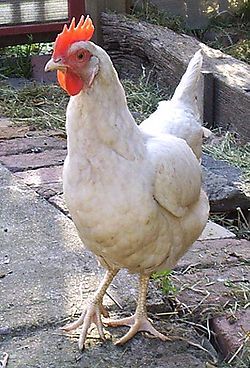 Leghorn – Wikipedia White Chicken Breeds, White Leghorn Chicken, Leghorn Chicken, Best Laying Chickens, Chicken Pet, Leghorn Chickens, Laying Chickens Breeds, Best Egg Laying Chickens, Egg Laying Chickens