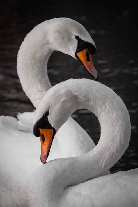 Swan Pictures, Two Swans, Swan Love, Swan Painting, Mute Swan, Swans Art, Beautiful Swan, All Birds, Pretty Birds