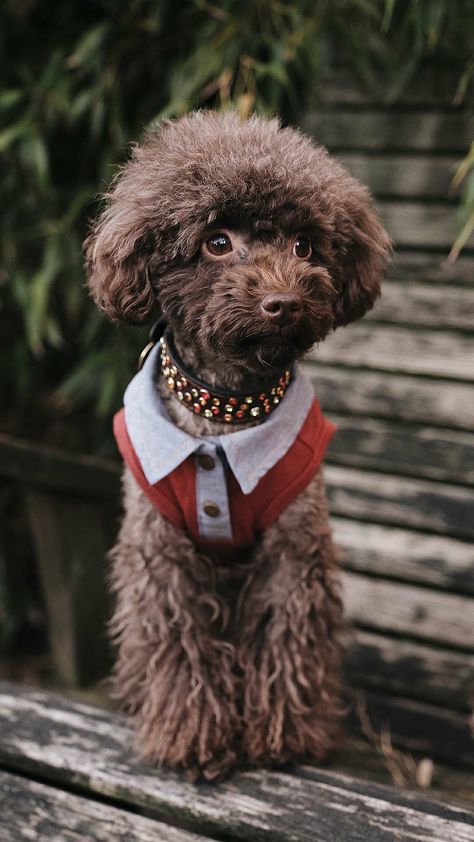 Animals Wearing Clothes, Poodle Fashion, Tumors On Dogs, Dog Seizures, Brown Puppies, Cute Dog Pictures, Toy Poodle, Unique Animals, Dog Coats