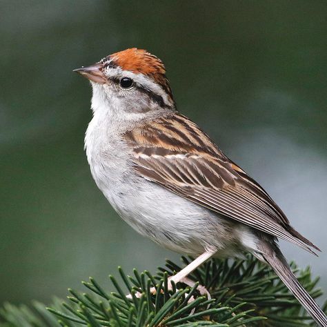 Chipping Sparrow | Audubon Field Guide Colorado Birds, Chipping Sparrow, Bird Parakeet, Sparrow Drawing, Tree Sparrow, Bird Outline, Sparrow Photography, Sparrow Art, Sparrow Tattoo