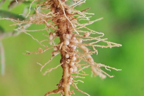 Root-knot nematodes are microscopic roundworms that primarily affect the roots of plants, causing the formation of galls or "knots". Nitrogen Fixing Plants, California Lilac, Nitrogen Fixation, Annual Garden, Vegetable Garden Planning, Plant Pests, Fall Vegetables, Aquaponics System, Plant Diseases