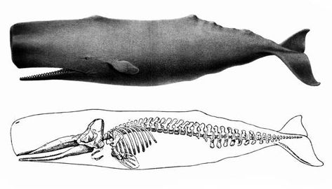 Sperm whale, cachalot (Physeter macrocephalus) Whale Skeleton, Whale Facts, Whale Drawing, Whale Illustration, Wooden Whale, Fish Skeleton, Whale Tattoos, Animal Skeletons, Sea Serpent