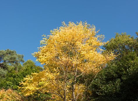 Kentucky Coffee Tree, Drought Tolerant Trees, Coffee Substitute, Root Structure, Coffee Tree, Early Winter, Shade Trees, Small Yard, Deciduous Trees