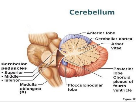 Cerebellar peduncles, cerebellum, and brainstem. Cerebellum Anatomy, Reticular Activating System, Brain Pictures, Brain Facts, Limbic System, Brain Anatomy, Brain Gym, Medicine Student, Presentation Software