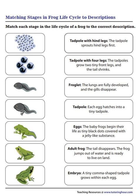 Matching Stages in Frog Life Cycle to Descriptions Frog Life Cycle Printable, Kindergarten Science Projects, Frog Life Cycle Activities, Frogs For Kids, Nature Kindergarten, Life Cycle Of A Frog, Frog Life Cycle, Animal Life Cycles, Lifecycle Of A Frog