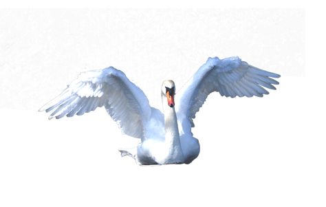 Swan Swimming, White Swan, Transparent Png, Free Png, Png Image, Png Images, Resolution, High Resolution, Swimming