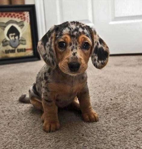 Silver dapple dachshund puppy, beyond adorable Daschund Puppies, Small Puppy, Dachshund Funny, Dachshund Puppy Miniature, Dapple Dachshund, Leopard Dog, Weenie Dogs, Beagle Puppy, Dachshund Puppies