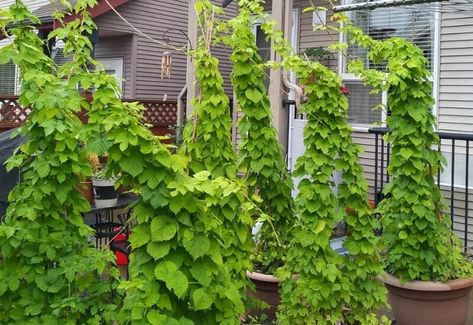 A Beginner's Guide On Growing Hops In Containers - Gardening Chores Hops Trellis, Growing Hops, Hops Vine, Outside Landscaping, Hops Plant, Building A Trellis, Herbal Garden, Vine Trellis, Growing Gardens