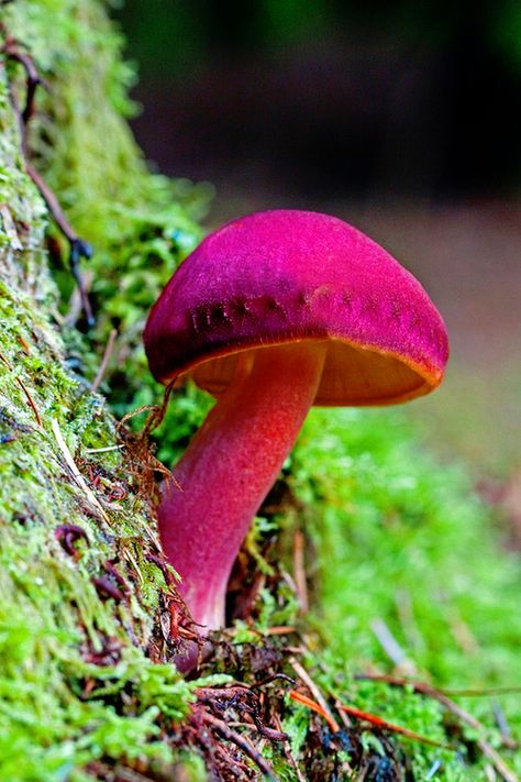 Pretty Pink Mushroom. Mushroom Growing, Lichen Moss, Mushroom Pictures, Pink Mushroom, Slime Mould, Plant Fungus, Mushroom Fungi, Mushroom Art, Wild Mushrooms