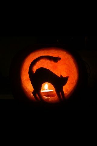 Kitty Cat Pumpkin Carving, Alice And Wonderland Cat, Pumpkin Carving Witch, Cat Pumpkin Carving Stencils, Pumpkin Carving Ideas Templates, Pumpkin Carving Cat, Cat Face Pumpkin, Pumpkin Face Carving, Cute Pumpkin Faces