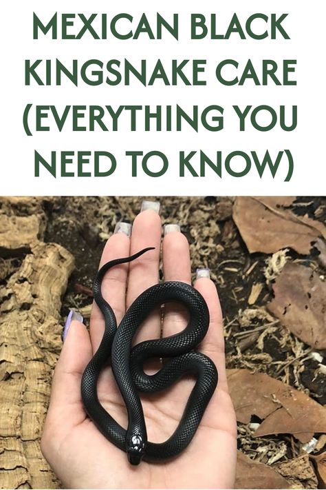 The Mexican Black Kingsnake makes a great pet snake. It never grows too large, is docile, is not venomous and is adaptable. But it’s not for everyone, because it… Mexican Black King Snake Enclosure, Mexican Black Kingsnake Enclosure, King Snake Enclosure, Mexican Black Kingsnake, Snake Care, Snake Terrarium, Pet Snakes, Snake Hides, Snake Enclosure