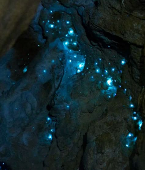 Glowworm Caves New Zealand, Waitomo Glowworm Caves, Undertale Aesthetic, Glowworm Caves, Glow Worm Cave, Glow Worms, Vibe Board, Dark Cave, Glow Worm