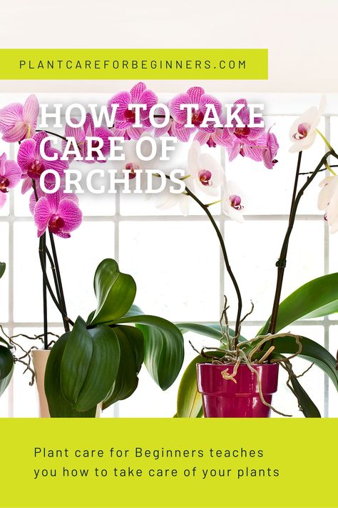 Orchids are very popular houseplants/flowers around the world. They come in all kinds of shapes and sizes and are generally low-maintenance and easy to take care of. In this plant care guide, we're going to look at how you can take care of an Orchid. Orchid Rebloom, Cymbidium Orchids Care, Phalaenopsis Orchid Care, Orchids In Water, Repotting Orchids, Indoor Orchids, Orchid Plant Care, Orchid House, Care For Orchids