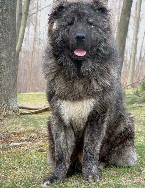 100+ Best Caucasian Shepherd Dog Names Caucasian Shepherd Dog, Pet Anime, Caucasian Shepherd, Big Dog Breeds, Huge Dogs, Giant Dogs, Dream Dog, Bear Dog, Mountain Dog