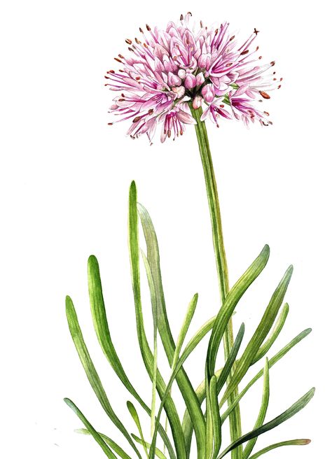 Astrantia Flower, Allium Giganteum, Allium Flowers, Watercolour Flowers, Botanical Wall Decor, Beautiful Orchids, Tarot Art, Flower Background Wallpaper, Botanical Watercolor