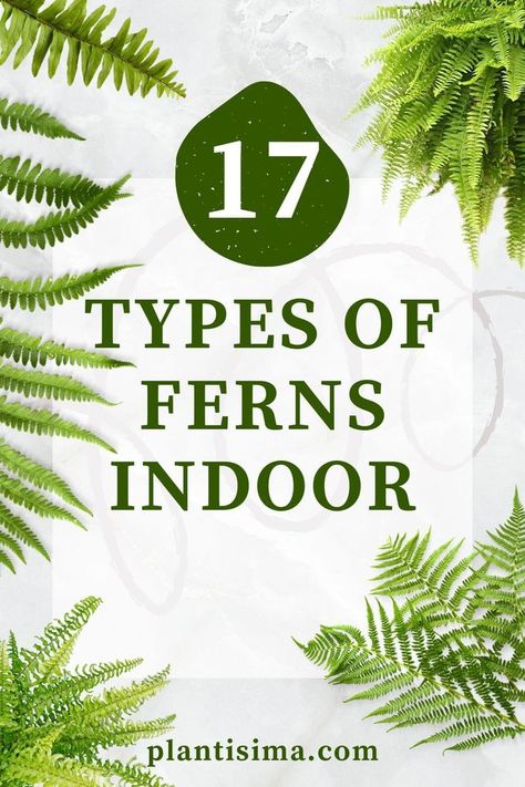 We're bringing an ultimate guide on how to take care of types of fern indoors. Before you blink, you'll know it by heart. Fern Care Indoor, Types Of Fern Plants, Indoor Fern Plants, Fern Planters, Indoor Ferns, Potted Ferns, Ferns Care, Types Of Ferns, Low Light Indoor Plants