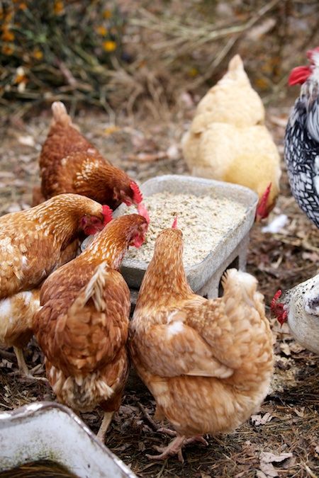 Chickens Fermented Chicken Feed, Fermenting Chicken Feed, Chicken Flock, Chicken Owner, Chickens And Ducks, Chicken Eating, Chicken Treats, Hen Chicken, Keeping Chickens