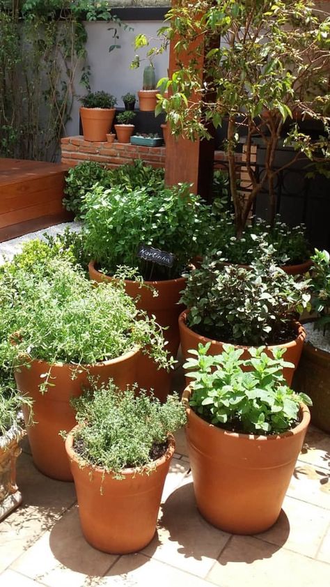 Backyard Farming, Garden Containers, Backyard Makeover, September 1, Photosynthesis, Easy Garden, Courtyard Garden, Planting Vegetables, Balcony Garden