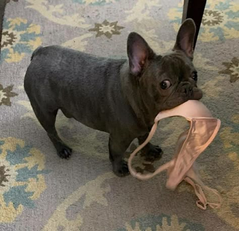 French Bulldog, Bulldog, Puppies, Black