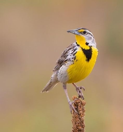 Meadowlark Tattoo, Map Reference, Meadow Lark, Western Meadowlark, Bird Reference, Tattoo Bird, Yellow Birds, Bird Identification, Bird Feather