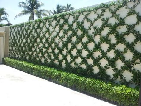 Friday Favorites – Trellised Vines and Espaliered Trees Wall Climbing Plants, Vine Trellis, نباتات منزلية, Garden Vines, Vertical Gardens, Walled Garden, Wall Garden, Backyard Garden Design, Small Garden Design